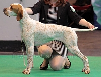 Click to view Pointer exhitbits